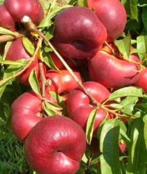 Nectarin Liana (fruct plat) (10 bucati)