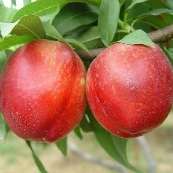 Nectarin Nectared 2 (Mirobolan Dwarf)
