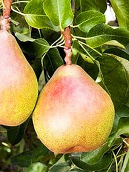 Par Aromat de Bistrita