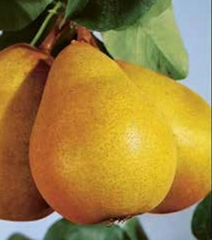 Par Hardenpont (Pachet 10 bucati)