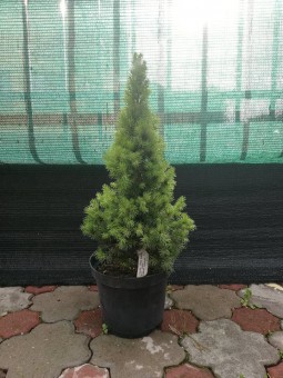 Picea Glauca Conica (50 cm)