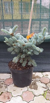 Picea Pungens Bialobok (Molid auriu) (60-70 cm)