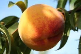 Piersic Baby Gold (Mirobolan)