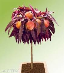 Piersic pitic cu frunze rosii, Red Sensation(Mirobolan)