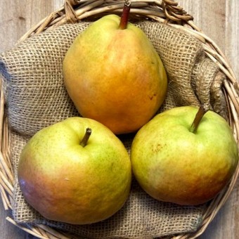 Păr Flori de iarnă (Gutui A2)