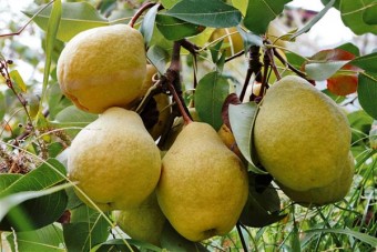 Păr Grand Champion (Gutui A2)