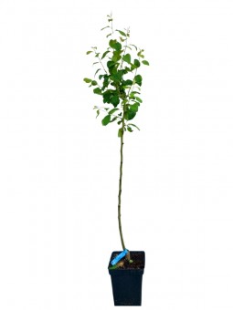 Păr Williams, ghiveci 5l, H 90-120 cm