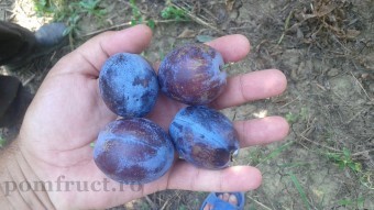 Prun Carpatin (Pachet 10 buc)