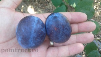 Prun Centenar(Mirobolan)