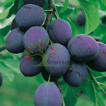 Prun President (10 bucati)