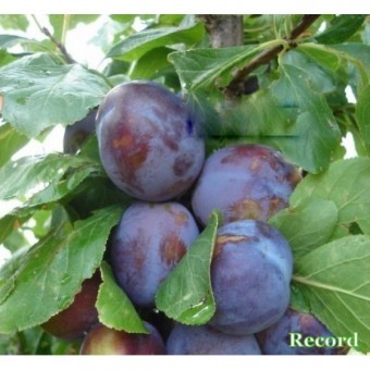Prun Record - Clasa a-II-a (10 bucati)