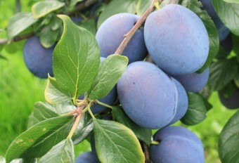 Prun TopHitⓈ (Mirobolan 29C)