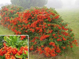 Pyracantha coccinea  (60 cm)