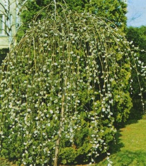 Salix c. Pendula
