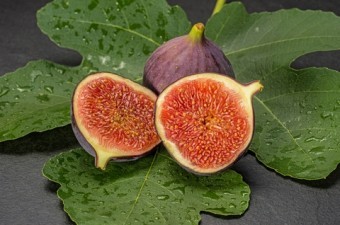 Smochin Royal Black, ghiveci 5l, H 70-100 cm