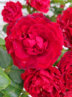 Trandafir Black Forest Rose (pomisor), Ghiveci 4 L