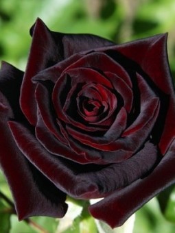 Trandafir Black Magic
