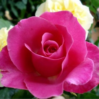Trandafir Caprice de Meilland (teahibrid)
