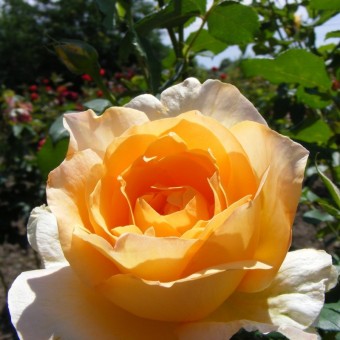 Trandafir Cassanova (teahibrid) 