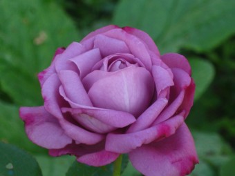 Trandafir Eminence (teahibrid,60-80 cm)