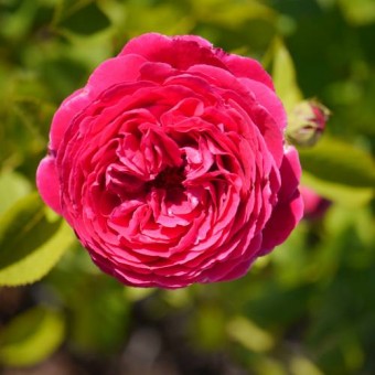 Trandafir Falstaff (teahibrid)