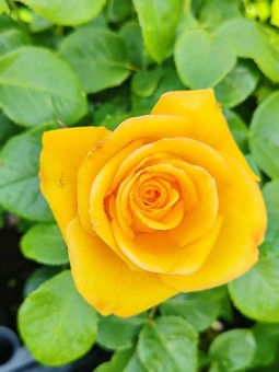 Trandafir Fresco, ghiveci 2L, H 40-60 cm