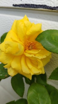 Trandafir Gold Beet (pomisor), ghiveci 4L