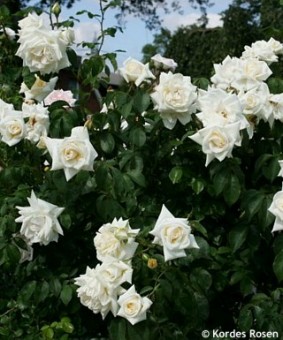 Trandafir Ilse Krohn Superior (urcator)