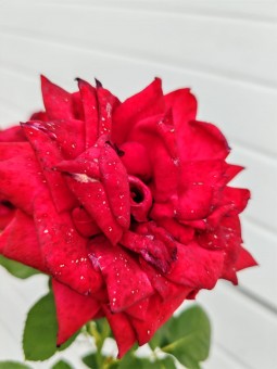 Trandafir Ingrid Bergman(pomisor), ghiveci 4 L