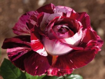 Trandafir Julio Iglesias