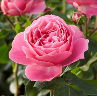 Trandafir Leonardo da Vinci