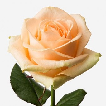 Trandafir Peach Avalance