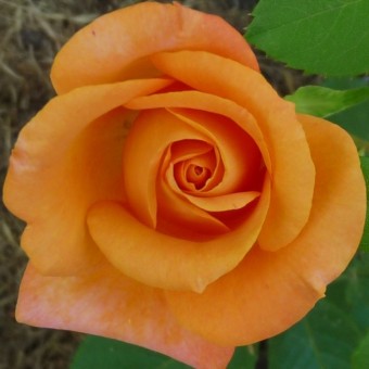 Trandafir Remy Martin 