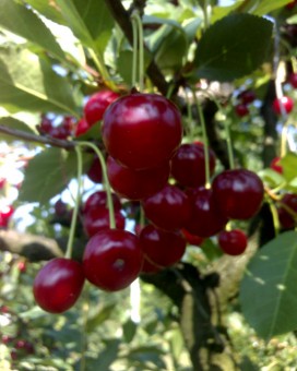 Visin Crisana 2, ghiveci, 4 L, H 130 - 150 cm