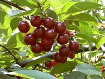 Visin Jubileu de Erd, ghiveci 4,5 L, H 100 - 130 cm 