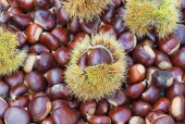 Castan Tismana (comestibil), ghiveci 5l, H 150-170cm