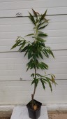Castan Tismana (comestibil), ghiveci 5l, H 150-170cm