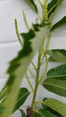 Castan Tismana (comestibil), ghiveci 5l, H 150-170cm