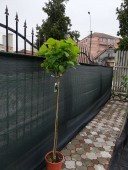 Catalpa (Arbore Trompeta) - 1,5 m