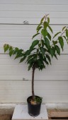 Cires Bigarreau Burlat, ghiveci 9L, H 120-160cm