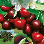 Cires CarmenⓈ (10 bucati)