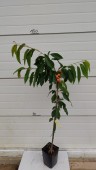 Cires Sunburst, ghiveci 5L, H 100-120 cm