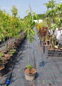 Cires Sweet Lorenz (ghiveci 5L. H 80-100 cm)