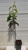 Cires Tamara, ghiveci 5L, H 100-120 cm