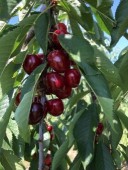 Cires Tamara (Gisella 6)