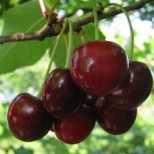 Cires Timpurii de Bistrita (10 bucati)