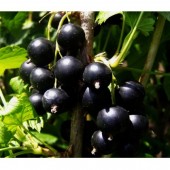 Coacaz negru Fertodi (tufa)