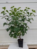 Coacaz Negru Tisel, la ghiveci 3L, H 70-90 cm