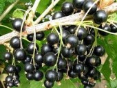Coacaz Negru Tisel, la ghiveci 3L, H 70-90 cm