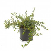 Cotoneaster Coral Beauty (30-40 cm)